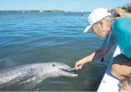  ?? ANDY NEWMAN/AP ?? In this photo provided by the Florida Keys News Bureau, Linda Erb, vice president of animal care and training at Dolphin Research Center, feeds Ranger, a juvenile bottlenose dolphin in Marathon.