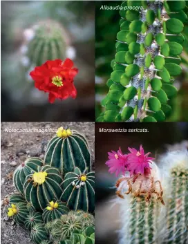  ??  ?? Notocactus magnifica.
Alluaudia procera.
Morawetzia sericata.