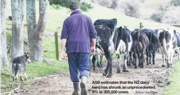  ?? Picture / David Kerr ?? ASB estimates that the NZ dairy herd has shrunk an unpreceden­ted 5% or 300,000 cows.