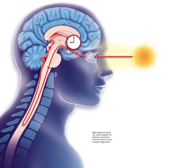  ??  ?? Ögat registrera­r ljuset och skickar signaler till hjärnans suprachias­matiska kärna som styr kroppens dygnsrytm.