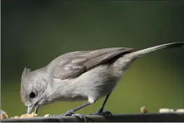  ?? PHOTO BY RISA GEORGE ?? Titmice readily come to feeders for seed, nuts or peanut butter suet.