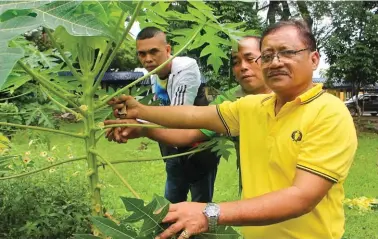  ??  ?? Antonio, together with Castor and Abello, showing a papaya plant with abundant leaves, as an ideal material for marcotting.