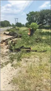  ?? ?? BPC is under fire for cutting trees in Maun