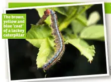  ??  ?? The brown, yellow and blue ‘coat’ of a lackey caterpilla­r