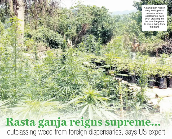  ??  ?? A ganja farm hidden away in deep-rural Jamaica, where local farmers have been breaking the law over the years to earn a living from the plant.