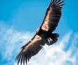  ?? Arizona Game and Fish, via The Associated Press ?? A California condor soars over Vermilion Cliffs near Page, Ariz.