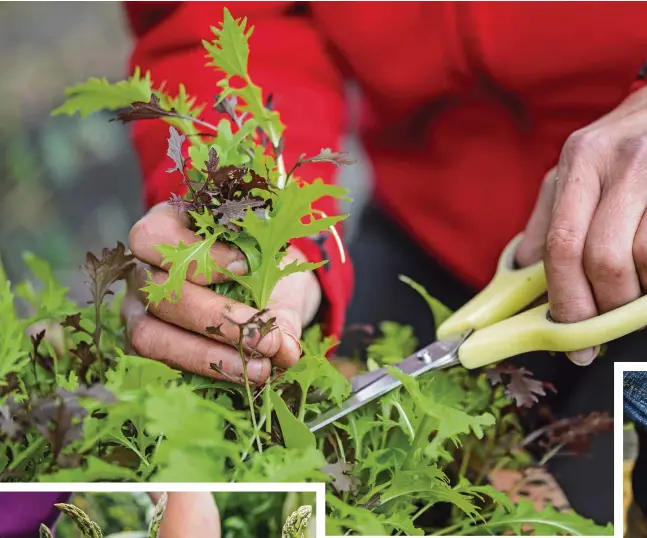  ?? ?? Above: Snip salads and oriental leaves throughout spring, from indoor sowings made in autumn and winter
Left: Harvest plump asparagus spears up to 20cm tall by cutting them 2-3cm below the soil surface with a knife