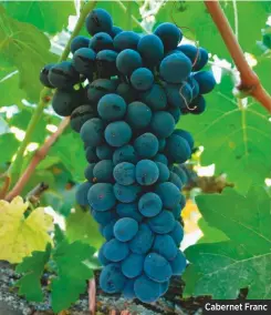  ??  ?? Cabernet Franc