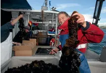  ??  ?? Researcher­s from the University of Otago and Ngai Ta¯hu, including Anna Kluibensch­edl, are in the early stages of their work to determine the commercial viability of undaria seaweed.