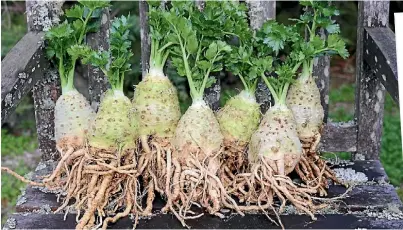  ?? HALLINAN LYNDA ?? Celeriac, celery root, turnip-rooted celery or knob celery... this bulbous Mediterran­ean vegetable sounds a lot more appetising in Latin - Apium graveolens var. rapaceum.