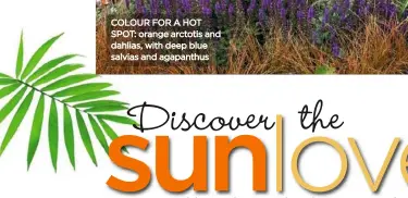  ??  ?? COLOUR FOR A HOT SPOT: orange arctotis and dahlias, with deep blue salvias and agapanthus