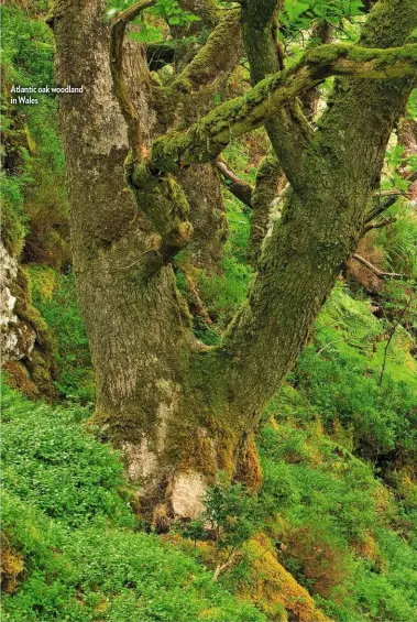  ??  ?? Atlantic oak woodland in Wales