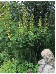  ??  ?? Depending on variety, Baptisia can be 2 to 5 feet tall at maturity. (Special to the Democrat-Gazette/Celia Storey)