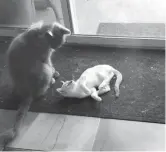  ?? Shamaya Sutton/appeal-democrat ?? Fatty, left, plays with his new sister cat, Spirit, right, in their Yuba City home. Fatty is an outdoor cat who frequently visits his family’s residence, Spirit is a more demure and social house cat.