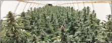  ?? File photo ?? Marijuana plants inside a grow operation in California. Questions have been raised about the new industry in this state.