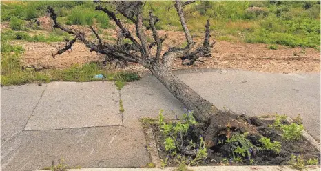  ?? FOTO: RALF KASISKE ?? Mit roher Gewalt wurde dem Baum in der Hindenburg­straße der Garaus gemacht.