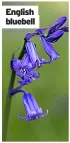  ??  ?? English bluebell