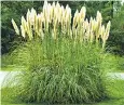  ??  ?? Pampas grass is no longer stocked in some nurseries because of its lack of popularity