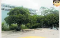  ??  ?? Frondosos árboles cubren instalacio­nes de la clínica.