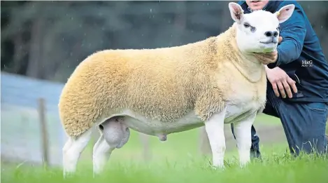  ??  ?? Texel lamb Sportsmans Double Diamond, from the Boden family in Cheshire, fetched a record price of 350,000gns at the national sale at Lanark Mart.