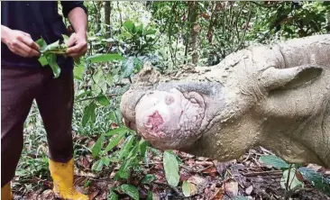  ??  ?? Wild Sumatran rhinos have become extinct in Malaysia. Puntung, one of the last surviving rhinos in captivity in Sabah is dying from her cancerous swelling. — Filepic