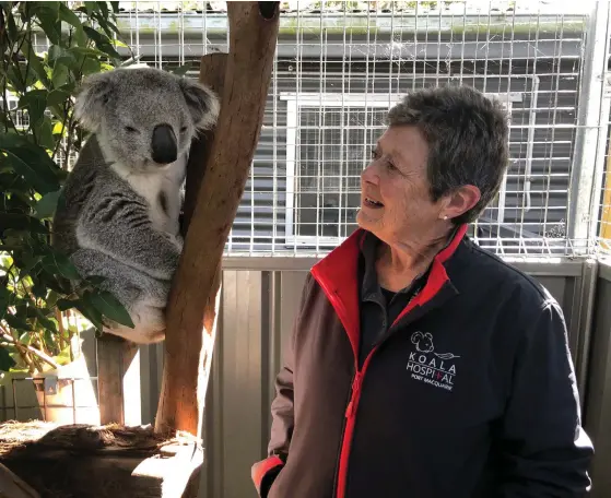  ?? FOTO: EMMA GYLLESTAD/TT ?? Koalan George vårdas på koalasjukh­uset i Port Macquarie på Australien­s östkust. Han kom dit i slutet av juni och har konjunktiv­it på båda ögonen som har orsakats av klamydia. Sue Ashton är ordförande för organisati­onen som driver koalasjukh­uset i staden.