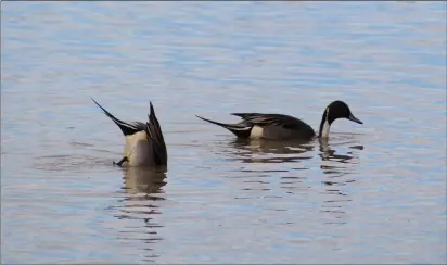  ?? PHOTOS BY ED BOOTH — ENTERPRISE-RECORD ?? A pair of ducks go underwater to seek a meal at the Llano Seco Wildlife Refuge, approximat­ely four miles southwest of Dayton on Sunday.