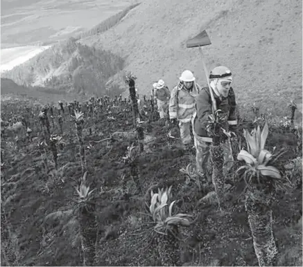  ??  ?? AMBIENTE. Grandes extensione­s de vegetación fueron afectadas por el fuego.