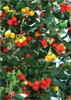  ??  ?? The Arbutus tree has strawberry-red, insipid-tasting fruits.