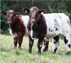  ?? Ref:RH29092220­4 ?? THE RECENT purchase, Dunsyre Scirocco (right) is targetted to be the next stock bull