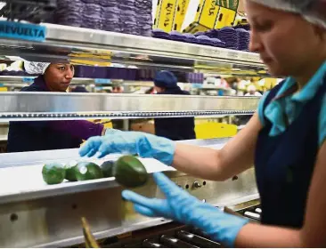  ??  ?? Consolidat­ion: Employees work at an avocados packaging plant in the municipali­ty of Uruapan, Michoacan State, Mexico. Globally, the food packaging industry is going through a consolidat­ion phase, with a wave of M&amp;A, such as that involving the world’s largest player Amcor Ltd, reshaping the playing field. — AFP