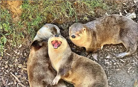  ?? SEQUOIA PARK ZOO — SUBMITTED ?? Otters Etu, Takota and Toblerone look forward to seeing their “adoring fans” again soon at Sequoia Park Zoo.