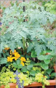  ?? COURTESY MELINDA MYERS ?? Mixing nutritious vegetables with colorful flowers and trailers that spill over the container edges creates an interestin­g and attractive container garden.