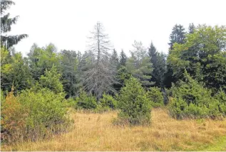  ?? Foto: su ?? Hier finden viele Tiere und Pflanzen eine Heimat. Je unaufgeräu­mter die Landschaft aussieht, desto besser für die Vielfalt.