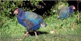  ??  ?? A glimpse of takahe turned Bob Irvine into a ‘‘loveskick greenie’’.