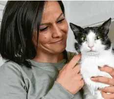  ?? Foto: Marcus Merk ?? Kater Felico fühlt sich in seinem neuen Zuhause sichtlich wohl. Seinen Lieblingsp­latz auf der Couch hat er bereits gefunden. Vor fünf Wochen wurde der Streuner mit schweren Verletzung­en gefunden. Die sind heute kaum sichtbar.