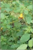  ?? PHOTO BY PAM BAXTER ?? A bumblebee lands on jewelweed.