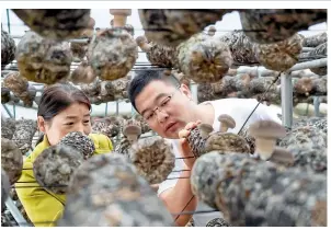  ?? Photo: Courtesy of Cao Jianping ?? Gu Jincheng (right), Party chief of Gujiatai village, and Yang Weiyan, a Gujiatai villager, check the growth of mushrooms at the local greenhouse on July 9, 2023.