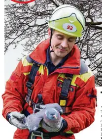  ??  ?? Hängt ’ne Taube im Baum fest ... Ein Höhenrette­r der Feuerwehr musste das Tier befreien.