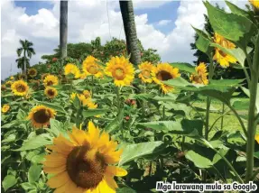  ??  ?? Mga larawang mula sa Google