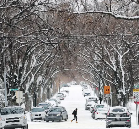  ?? DARREN MAKOWICHUK ?? Calgary has completed the $35-million recovery measures enacted after the 2014 Snowtember storm that destroyed half of its urban forest. A city report says more funding is needed to maintain and grow the tree canopy, shown Sunday.