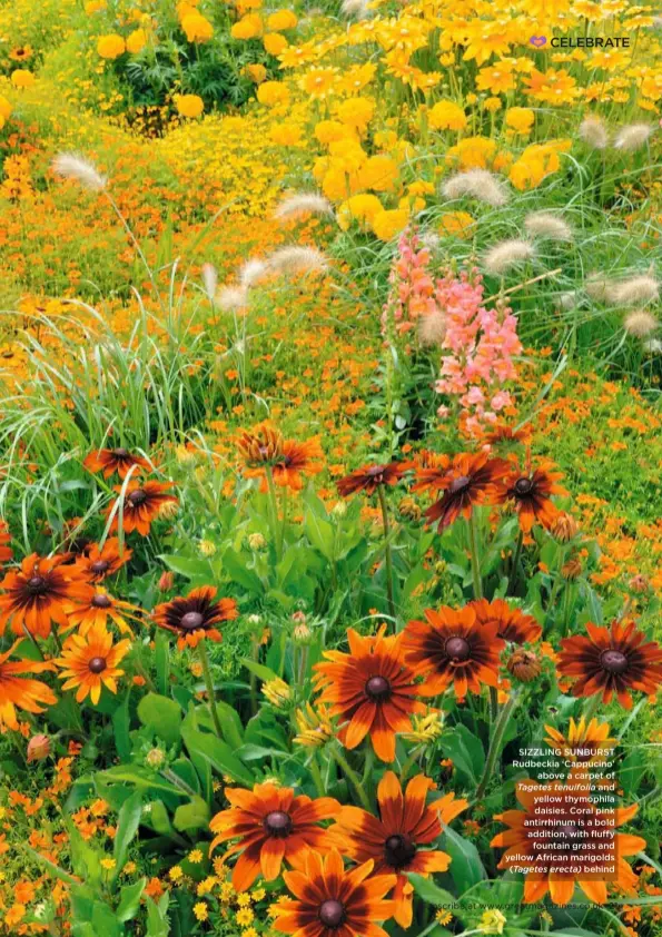  ??  ?? SIZZLING SUNBURST Rudbeckia ‘Cappucino’ above a carpet of
Tagetes tenuifolia and yellow thymophila daisies. Coral pink antirrhinu­m is a bold addition, with fluffy fountain grass and yellow African marigolds
(Tagetes erecta) behind
➤