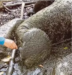  ??  ?? BANGKAI gajah yang ditembak untuk diambil gadingnya.