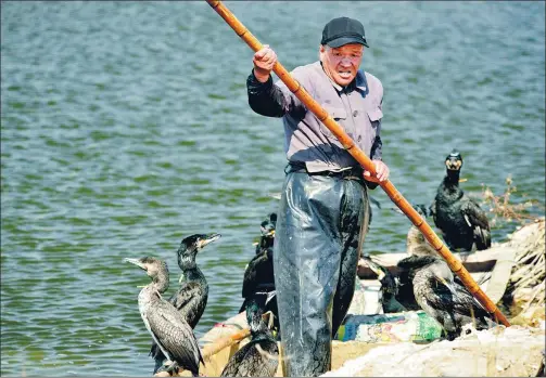  ?? PHOTOS BY JU CHUANJIANG / CHINA DAILY ?? Song Shuzhi poles his fishing boat with his cormorants on Mata Lake, Huantai county in Shandong province.