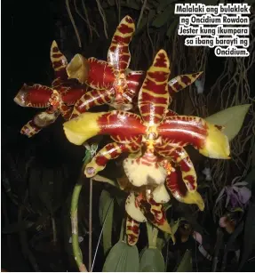  ??  ?? Malalaki ang bulaklak ng Oncidium Rowdon Jester kung ikumpara sa ibang barayti ng Oncidium.