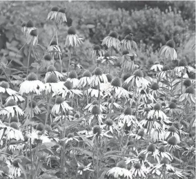  ?? LEE REICH ?? Echinacea plants are shown in New Paltz, N.Y. Echinacea is one of many flowers that grows well even in dry summers.