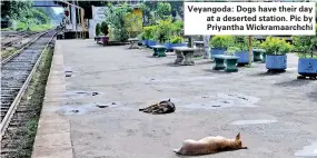  ??  ?? Veyangoda: Dogs have their day at a deserted station. Pic by Priyantha Wickramaar­chchi