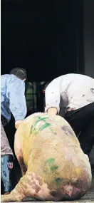  ?? Foto: Reuters/Stringer ?? Diesem Schwein schwant Übles auf dem Weg zum Schlachter.