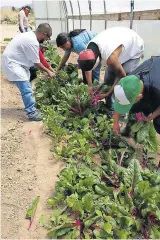  ??  ?? participan jóvEnEs agricultor­es