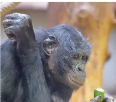  ?? FOTO: DPA ?? Bonobo-Affe Bili im Wuppertale­r Zoo: Versuche, ihn mit der bestehende­n Bonobo-Gruppe zusammenzu­führen, schlugen bisher fehl.